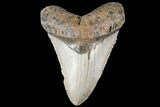 Fossil Megalodon Tooth - North Carolina #79909-1